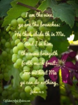 I am the Vine